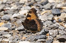 Attēlu rezultāti vaicājumam “Aglais urticae”