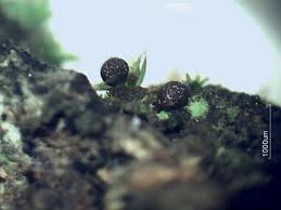 Attēlu rezultāti vaicājumam “Dianema depressum macro”