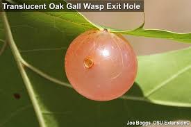 Attēlu rezultāti vaicājumam “gall”