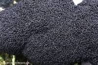 Attēlu rezultāti vaicājumam “Brefeldia maxima”