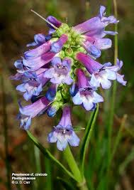 Attēlu rezultāti vaicājumam “Scrophulariaceae”
