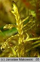 Attēlu rezultāti vaicājumam “Sanionia uncinata”