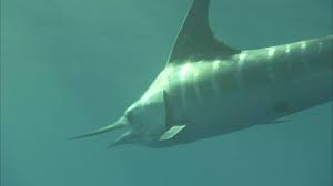 Image result for Xiphias gladius