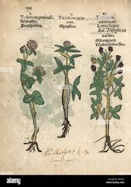 Attēlu rezultāti vaicājumam “Trifolium montanum fruit”