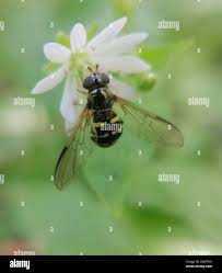 Attēlu rezultāti vaicājumam “Dasysyrphus tricinctus”