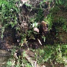 Attēlu rezultāti vaicājumam “Metatrichia floriformis stalked”