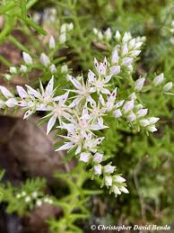 Attēlu rezultāti vaicājumam “Sedum pallidum bud”