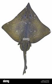 Image result for Dipturus batis