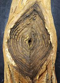 Attēlu rezultāti vaicājumam “Nectria sp., Neonectria sp.”