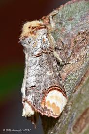 Attēlu rezultāti vaicājumam “Phalera bucephala imago”