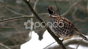 Attēlu rezultāti vaicājumam “Tetrastes bonasia”