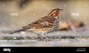 Image result for Emberiza pusilla
