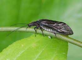 Attēlu rezultāti vaicājumam “Megaloptera”