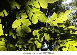 Attēlu rezultāti vaicājumam “Juglans mandshurica leaf”