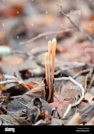 Attēlu rezultāti vaicājumam “Macrotyphula fistulosa”