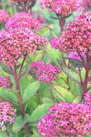 Attēlu rezultāti vaicājumam “Hylotelephium telephium flower”