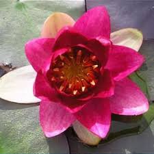 Attēlu rezultāti vaicājumam “Nymphaea candida flower”