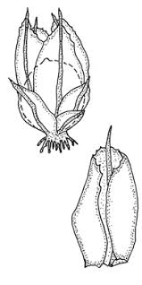 Attēlu rezultāti vaicājumam “Acaulon muticum”