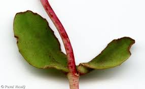 Attēlu rezultāti vaicājumam “Hylotelephium maximum leaf”