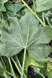 Attēlu rezultāti vaicājumam “Alcea rosea leaf”