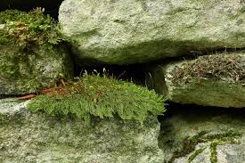 Attēlu rezultāti vaicājumam “Amblystegium serpens macro”