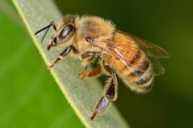 Attēlu rezultāti vaicājumam “Apis mellifera”