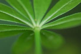 Attēlu rezultāti vaicājumam “Galium rivale leaf”