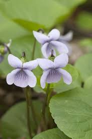 Attēlu rezultāti vaicājumam “Viola palustris”