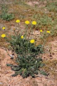 Attēlu rezultāti vaicājumam “Hypochaeris radicata”