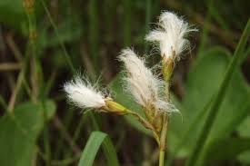 Attēlu rezultāti vaicājumam “Eriophorum gracile leaf”