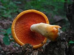 Attēlu rezultāti vaicājumam “Hygrophoropsis aurantiaca”
