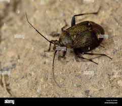 Attēlu rezultāti vaicājumam “Polymerus palustris”