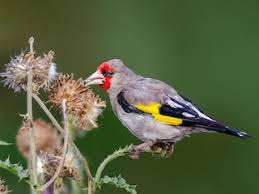 Attēlu rezultāti vaicājumam “Carduelis carduelis adult”