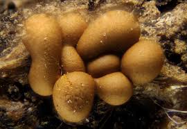 Attēlu rezultāti vaicājumam “Trichia contorta”