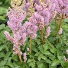 Attēlu rezultāti vaicājumam “Astilbe chinensis flower”