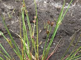 Attēlu rezultāti vaicājumam “Juncus bulbosus leaf”