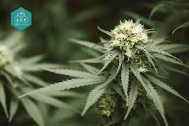 Attēlu rezultāti vaicājumam “Cannabis sativa leaf”