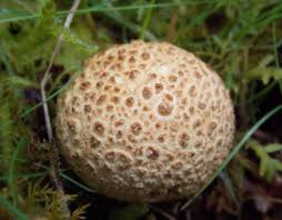 Attēlu rezultāti vaicājumam “Scleroderma citrinum”