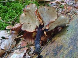 Attēlu rezultāti vaicājumam “Polyporus melanopus”
