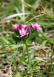 Attēlu rezultāti vaicājumam “Centaurium littorale flower”