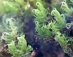 Attēlu rezultāti vaicājumam “Dicranum montanum var. truncicolum”