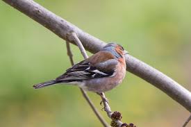 Attēlu rezultāti vaicājumam “Fringilla coelebs male”