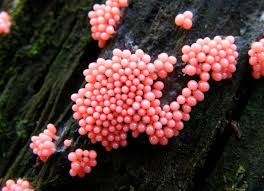 Attēlu rezultāti vaicājumam “Heterotrichia ferruginea (syn. Arcyria ferruginea)”