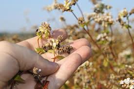Attēlu rezultāti vaicājumam “Fagopyrum esculentum fruit”