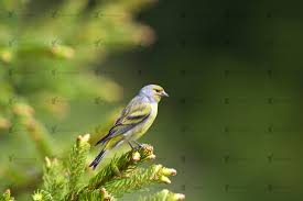 Image result for Carduelis citrinella