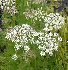Attēlu rezultāti vaicājumam “Selinum carvifolia fruit”