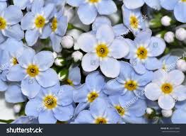 Attēlu rezultāti vaicājumam “Myosotis laxa subsp. baltica flower”