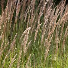 Attēlu rezultāti vaicājumam “Calamagrostis epigeios”