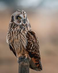 Attēlu rezultāti vaicājumam “Asio flammeus”