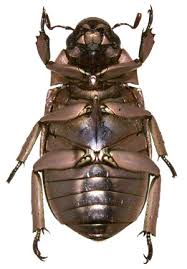 Attēlu rezultāti vaicājumam “Scarabaeidae”